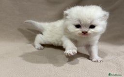 British Shorthair cats for sale: British shorthair kittens TICA ready NOW  - Image 11