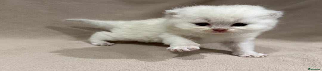 British Shorthair Kitten 4