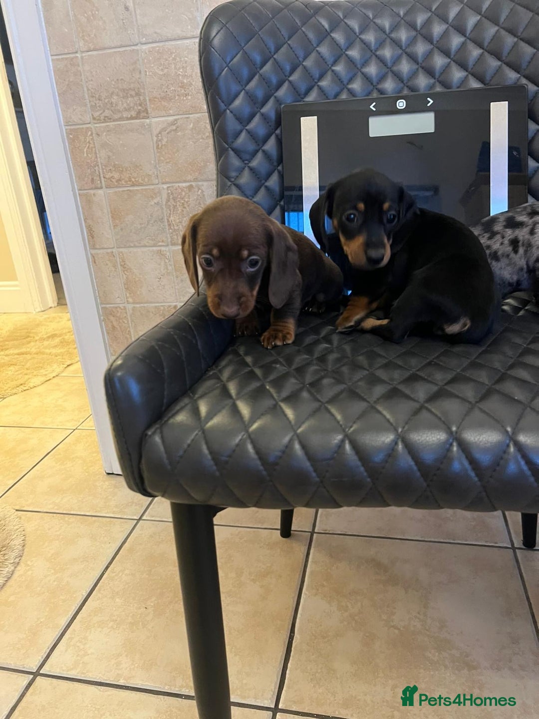 Dachshund dogs for sale: Dachshund puppies  - Advert 16