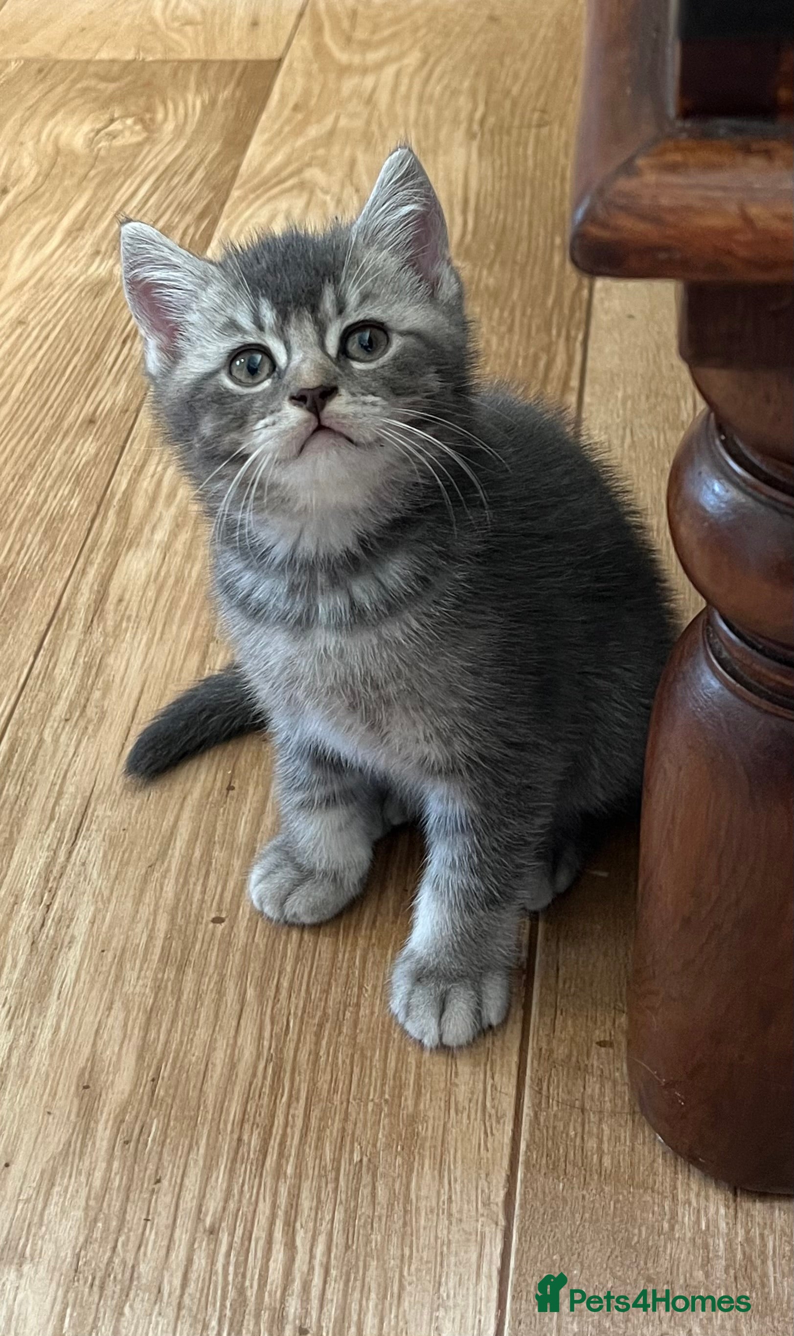British Shorthair cats Ready now British shorthair kittens - Advert 1