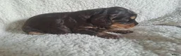 Cocker Spaniel dogs for sale: Gorgeous Show Type KC Cocker Spaniel Pups - Advert 8