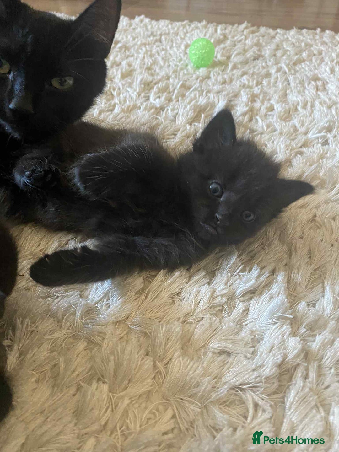 Domestic Shorthair cats for sale: 4 beautiful kittens  - Image 4