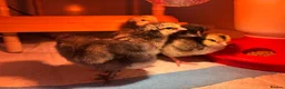 Chickens poultry for sale: Day old mixed breed LF in Truro - Advert 1