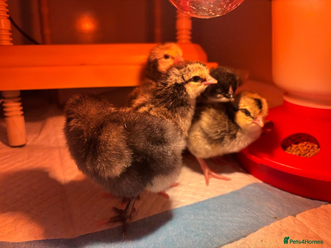 Chickens poultry for sale: Day old mixed breed LF in Truro - Advert 1