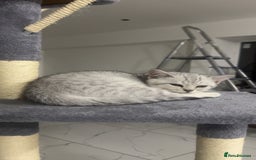 British Shorthair cats for sale: Silver 12 Week Old British Shorthair Kittens  - Image 2