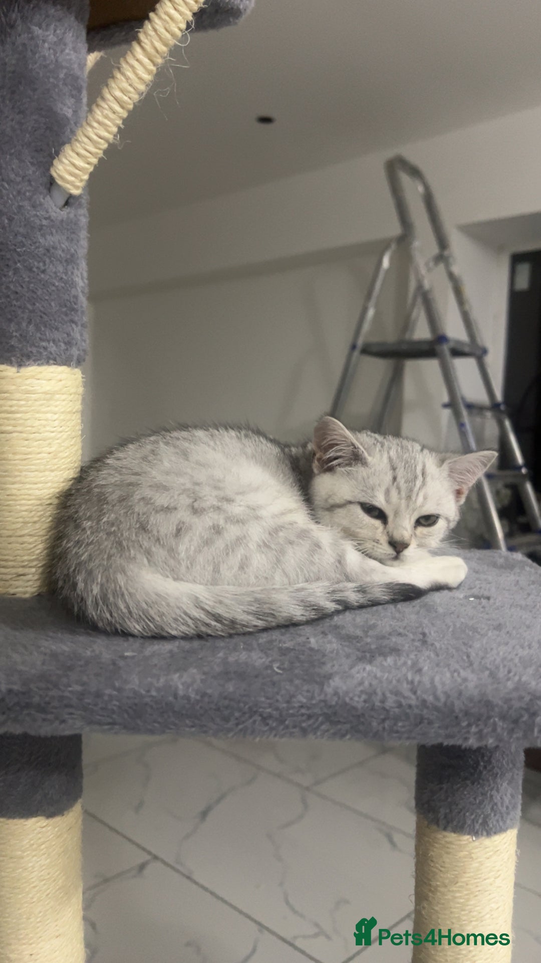 British Shorthair cats for sale: Silver 12 Week Old British Shorthair Kittens  - Image 2