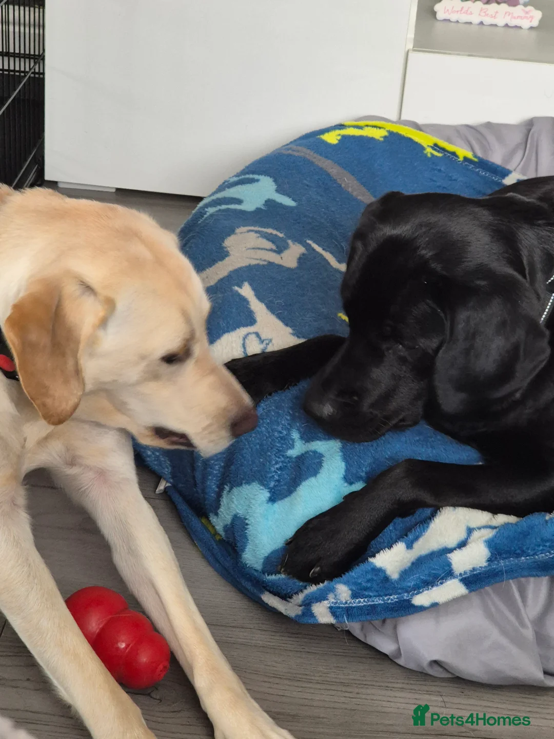 Labrador Retriever dogs for sale:  labrador girls in Edinburgh - Advert 2