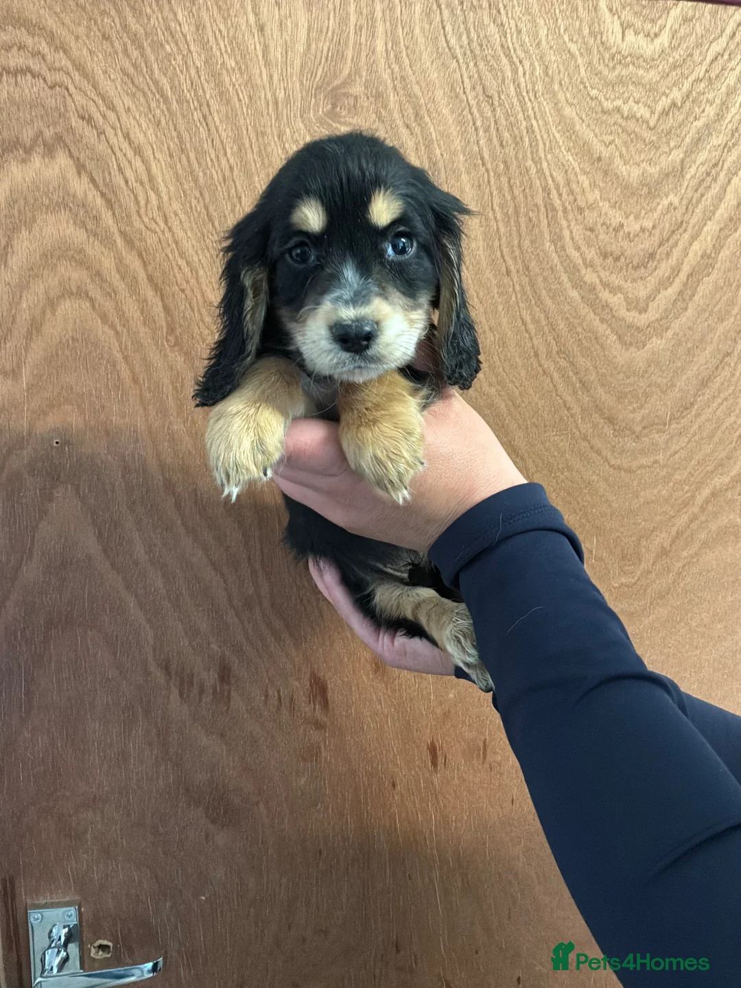 Cocker Spaniel dogs for sale: Cocker Spaniel Show Type Puppy’s  in Faringdon - Advert 8