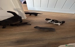 British Shorthair cats for sale: 3 kitty’s  - Image 7