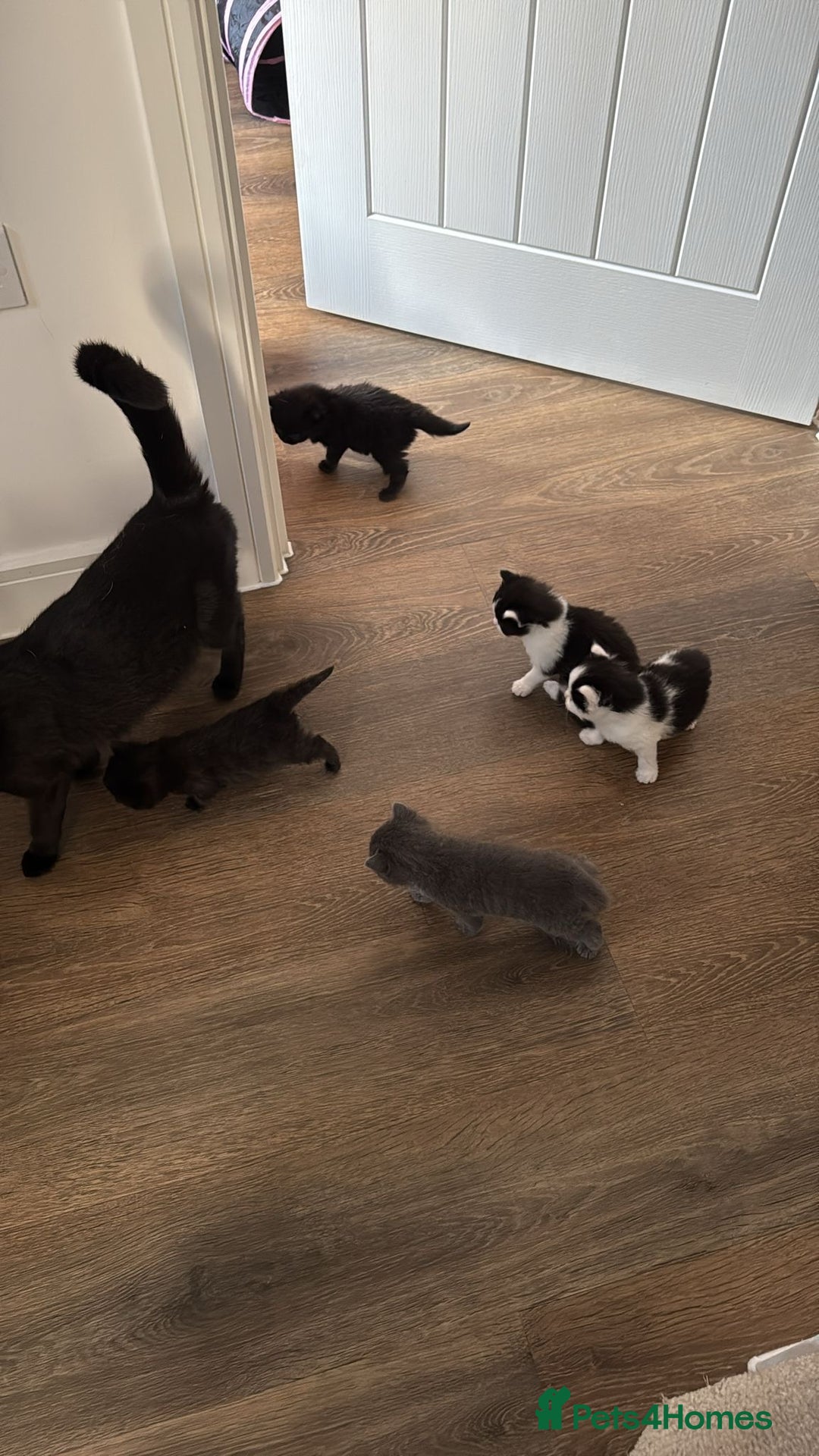 British Shorthair cats for sale: 3 kitty’s  - Image 7