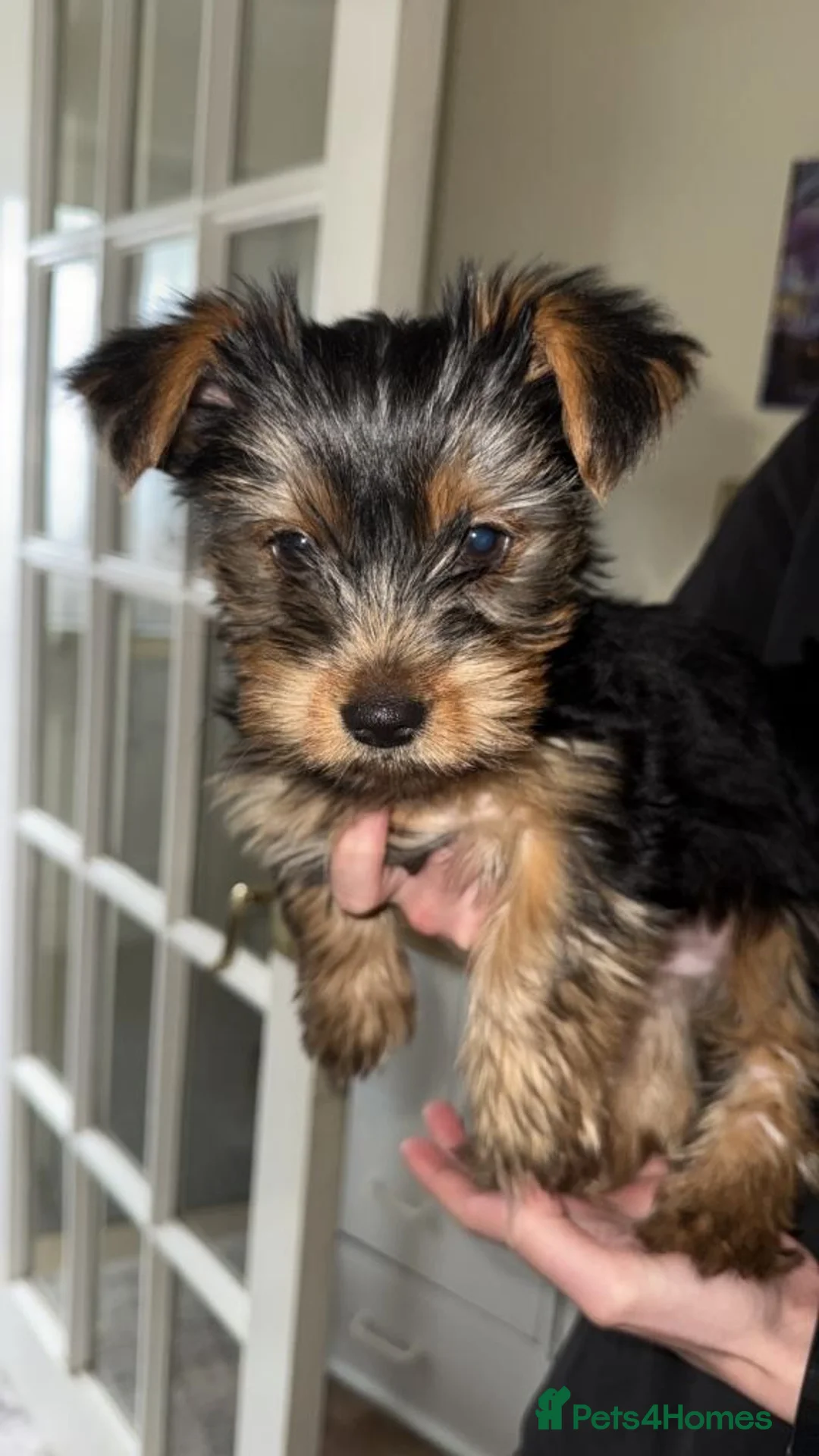 Yorkshire Terrier dogs for sale: Adorable Yorkshire Terrier Puppies in Sandhurst - Advert 2