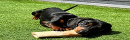 Miniature Dachshund dogs for stud: Gorgeous miniature dachshund  in Maryport - Advert 3