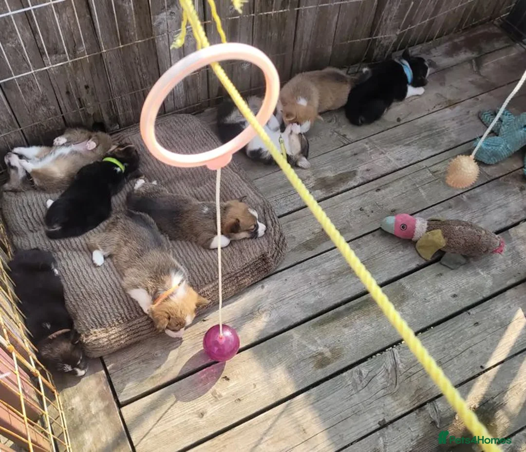 Welsh Corgi Pembroke dogs for sale: Forever Loved–Magnificent Pembroke Welsh Corgis in Nottingham - Advert 1