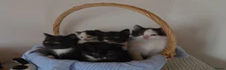 Mixed Breed cats for sale: Beautiful Kittens Looking for Loving Homes - Advert 10