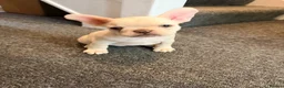 French Bulldog dogs for sale: french bulldogs ready next week  - Advert 2