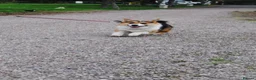 Welsh Corgi Pembroke dogs for stud:  Welsh Pembroke Corgi Boy Available for Stud  - Advert 5