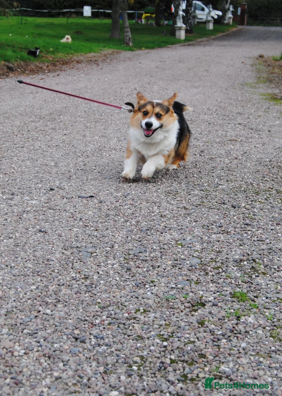 Welsh Corgi Pembroke dogs for stud:  Welsh Pembroke Corgi Boy Available for Stud  - Advert 5