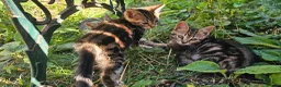 Mixed Breed cats for sale: Cute tabby kittens in London - Advert 11