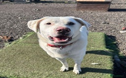 Mixed Breed dogs for adoption: DOUGIE - looking for an active guardian. - Image 12