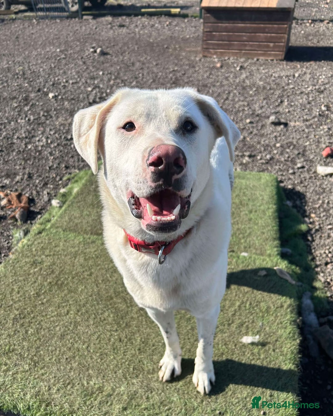 Mixed Breed dogs for adoption: DOUGIE - looking for an active guardian. - Image 12