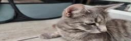 Mixed Breed cats for sale: 🐱 3 Beautiful Friendly Tabby Kittens in Milton Keynes - Advert 17