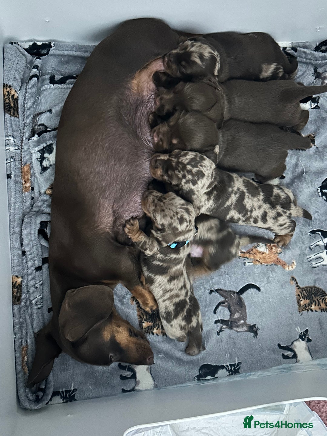 Miniature Dachshund dogs for sale: Chocolate Tan/dapple Miniature Dachsund - Image 1