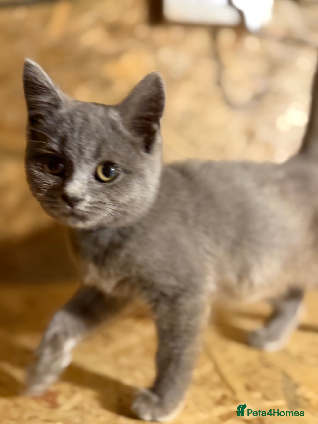 British Shorthair cats for sale: Beautiful blue & white British shorthair kittens  - Image 9