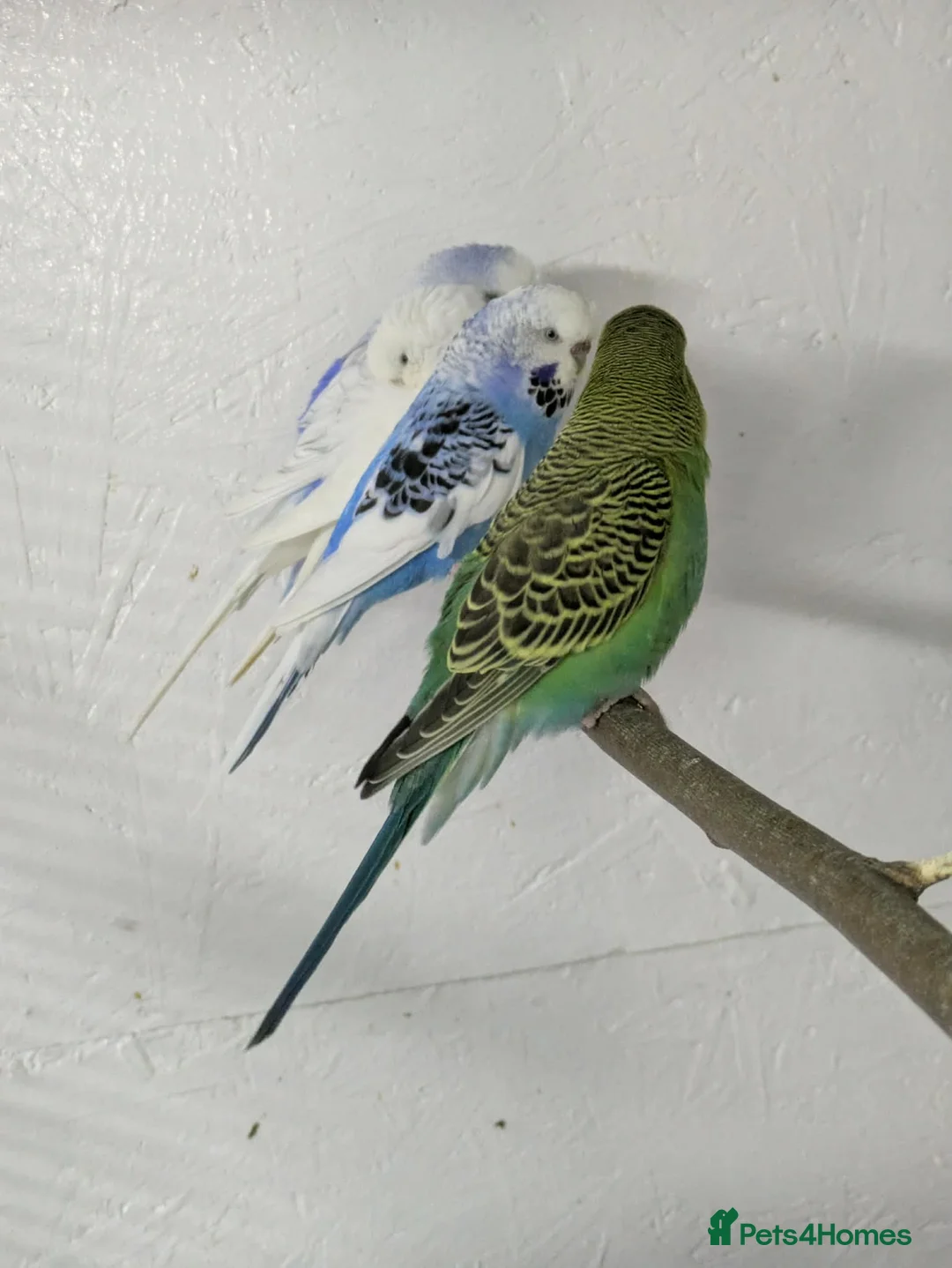 Budgerigars birds for sale: 4 young budgies and 4 adults - Advert 1