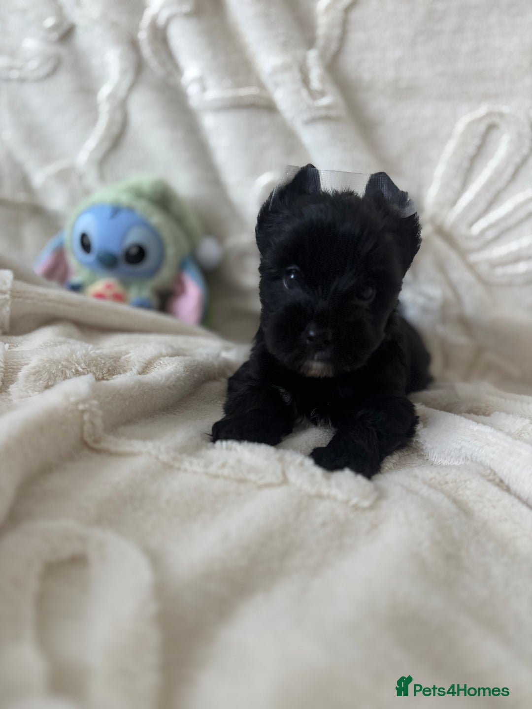 Yorkshire Terrier dogs for sale: Mini Black Yorkshire terriers puppies  - Advert 9