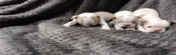 Boston Terrier dogs for sale: 6 beautiful Boston  - Advert 13