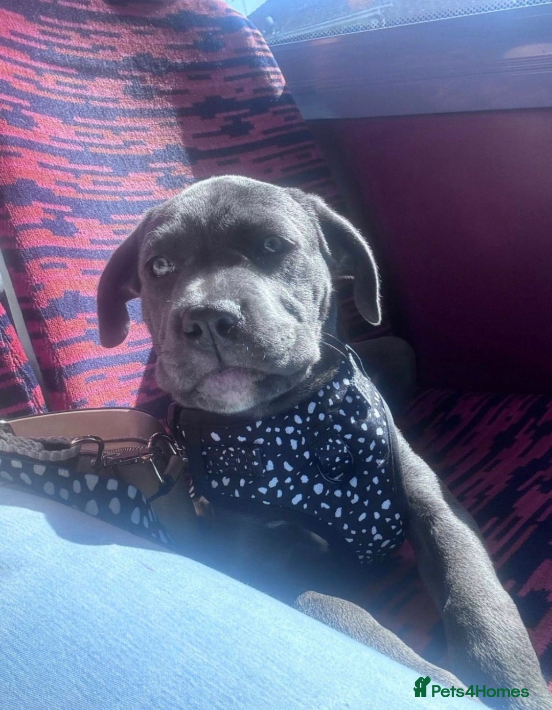 Cane Corso dogs for sale: 9 month old cane corso - Advert 10