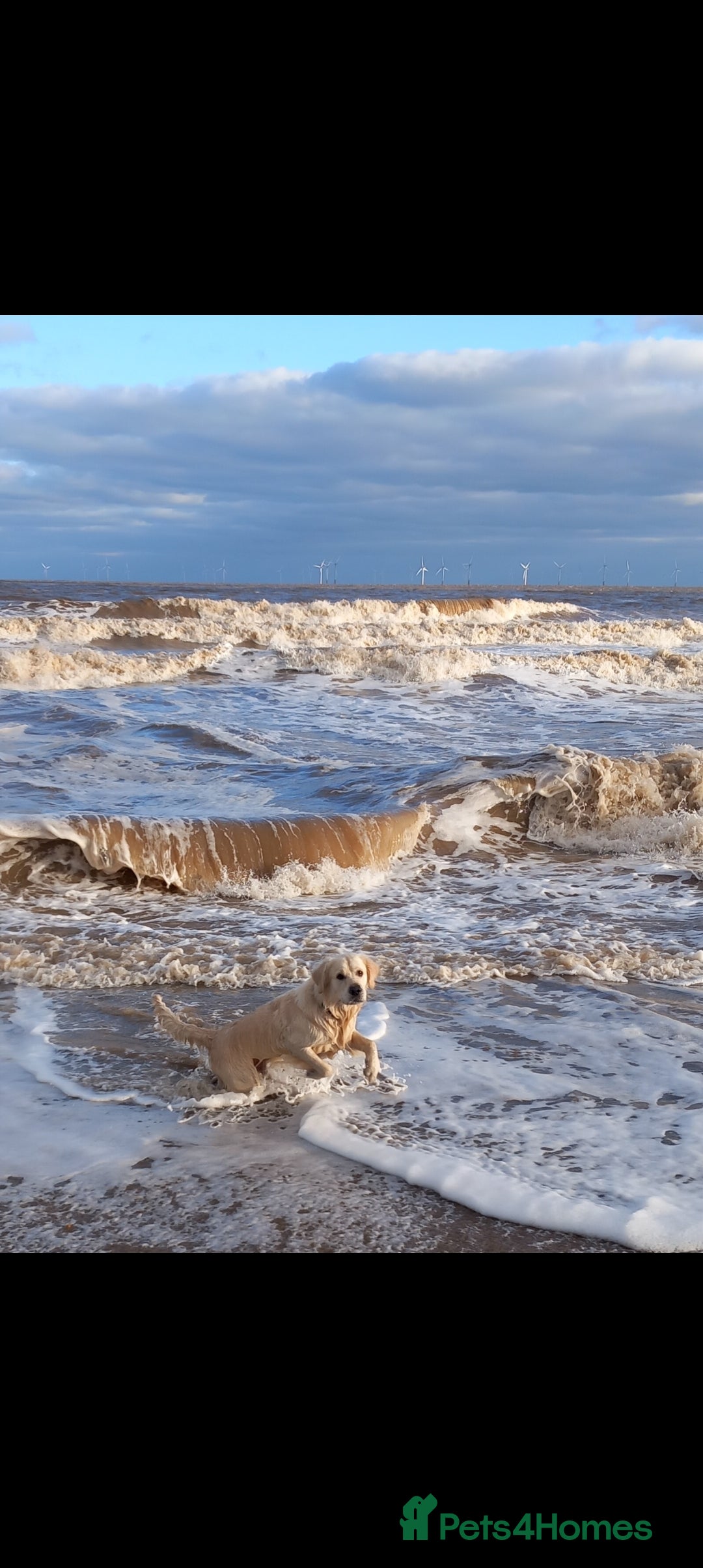 Golden Retriever dogs for stud: Stunning KC registered, Golden Retriever  in Sleaford - Advert 8