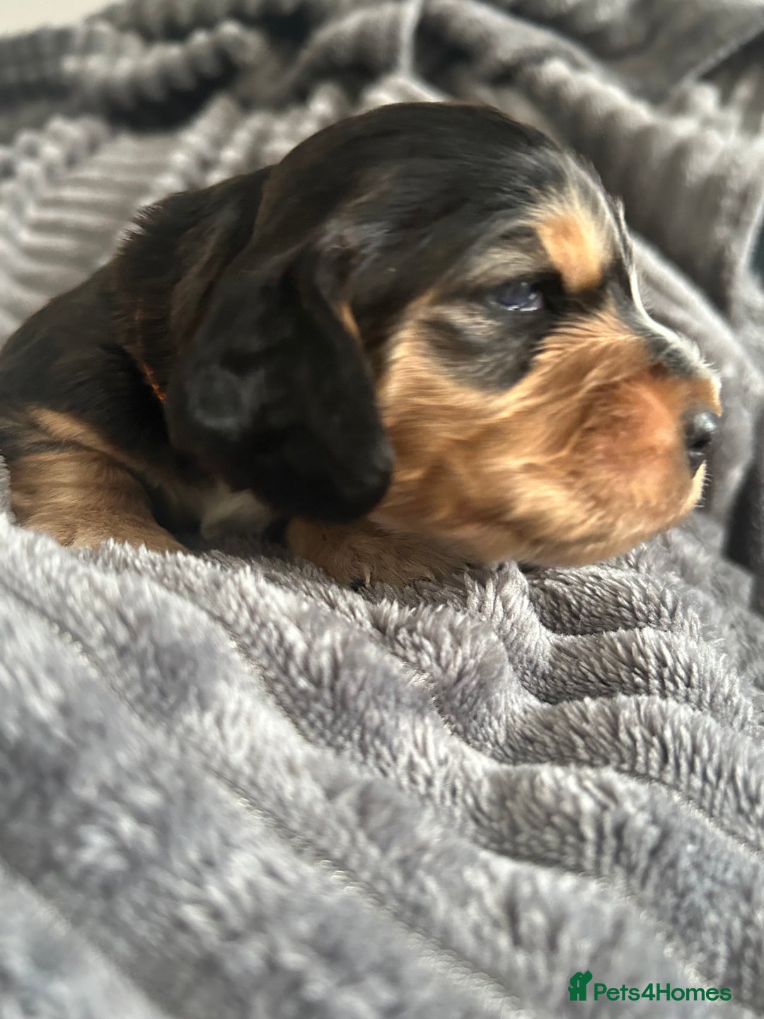 Cocker Spaniel dogs for sale: 🐾Cocker Spaniel Puppies-Ready in 5 Weeks🐾 - Image 15