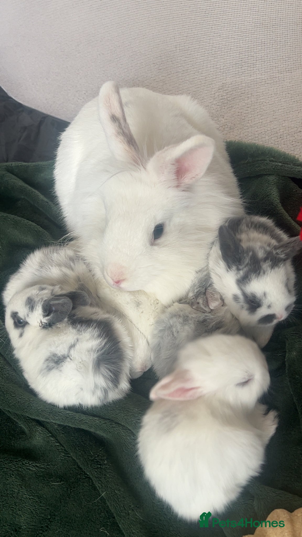 Lionhead rabbits Meet our gorgeous kits!  - Advert 3