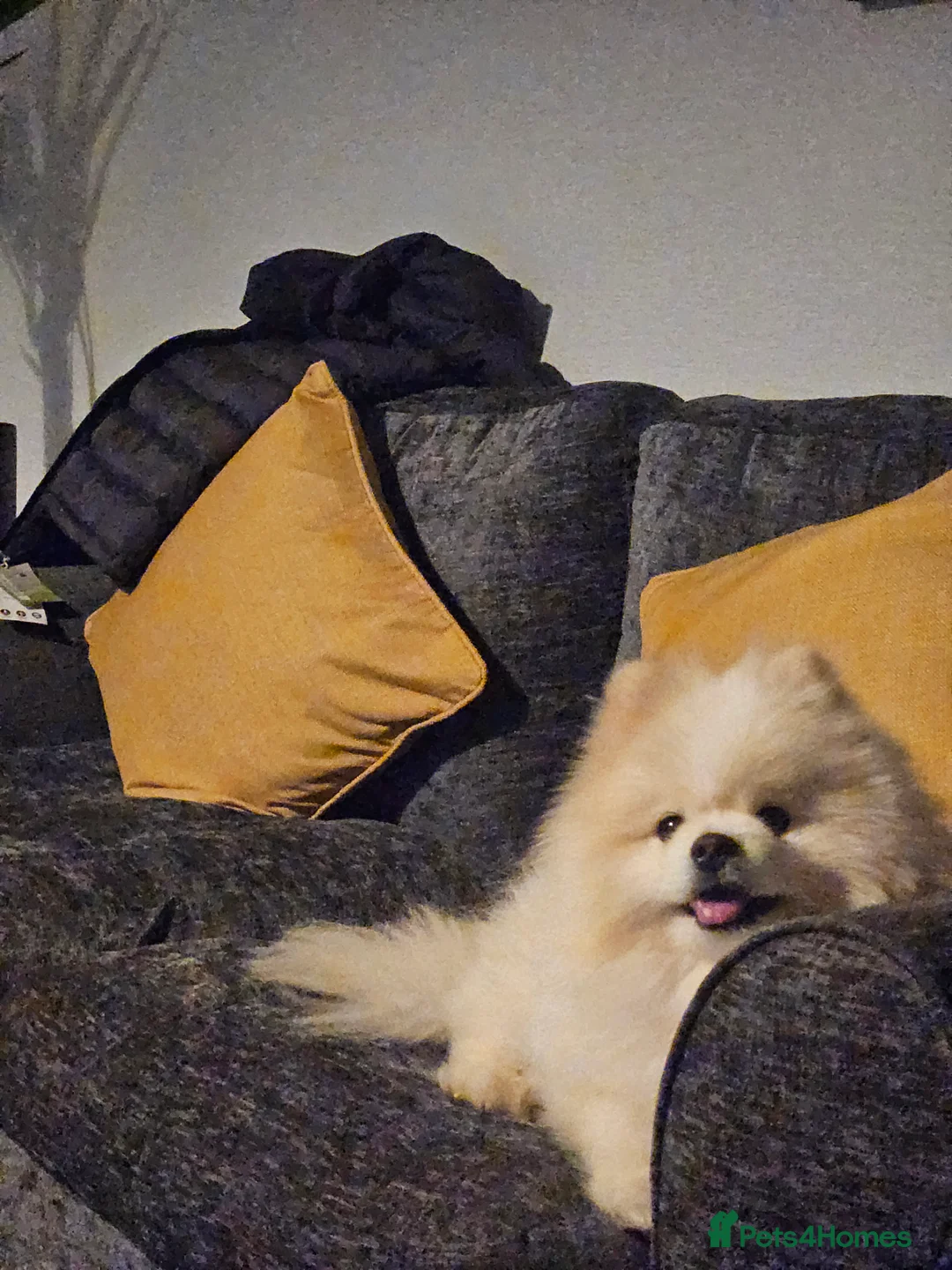 Pomeranian dogs for stud: Pomeranian Stud Service  Friendly Old Proven Male - Advert 2