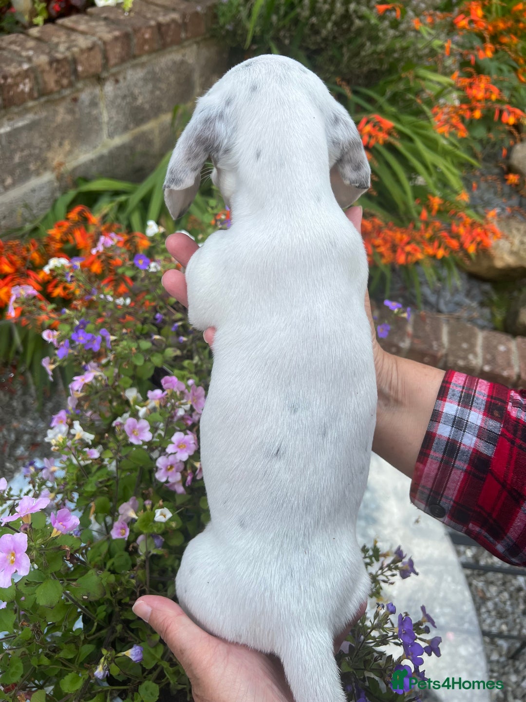 Miniature Dachshund dogs for sale: KC Miniature Smooth Dachshund  - Image 6