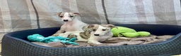 Whippet dogs for sale: AVAILABLE Kc reg healthy, sweet, gentle whippets - Advert 14