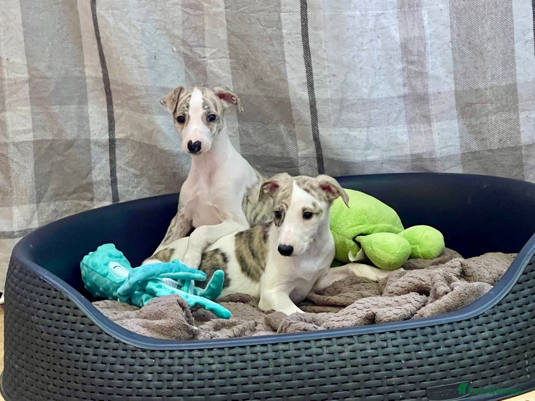 Whippet dogs for sale: AVAILABLE Kc reg healthy, sweet, gentle whippets - Advert 14
