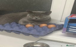 British Shorthair cats for sale: Beautiful British blue boy - Image 2