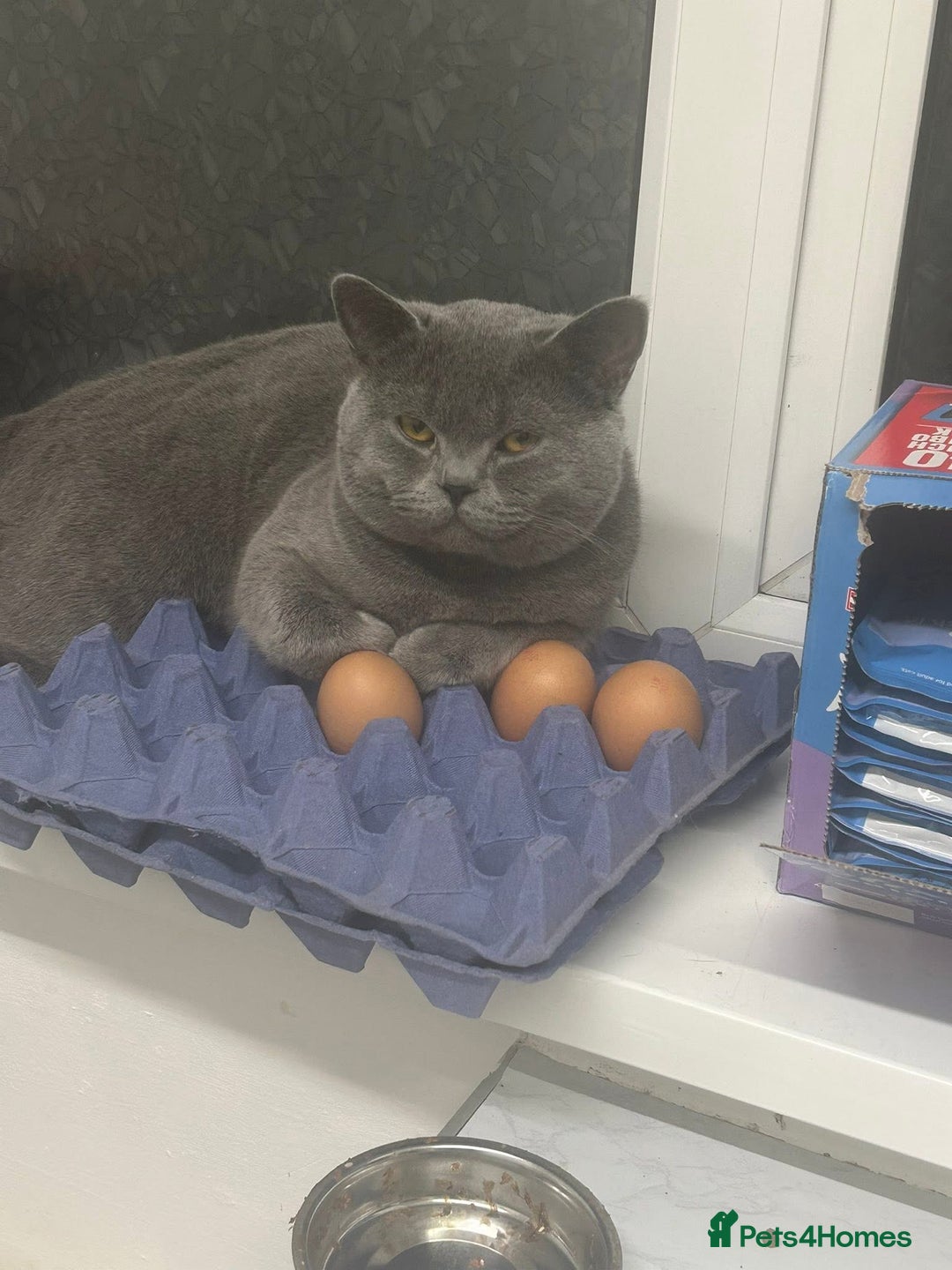 British Shorthair cats for sale: Beautiful British blue boy - Image 2