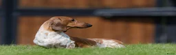 Miniature Dachshund dogs for sale: Pure Russian Piebald Miniature Smooth Dachshunds  - Advert 10