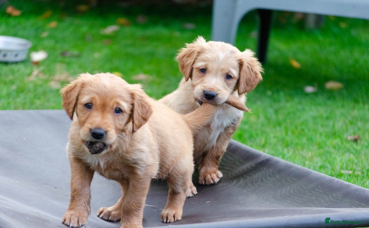 Golden Retriever dogs - Advert 16