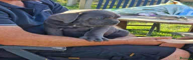 Cane Corso 5