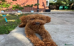Toy Poodle dogs for sale: KC REG Purebred Stunning Toy Poodle Pups❤️  - Image 19
