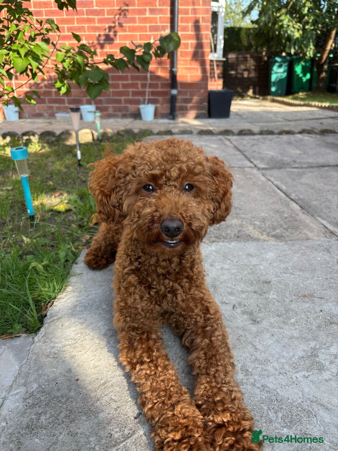 Toy Poodle dogs for sale: KC REG Purebred Stunning Toy Poodle Pups❤️  - Image 19