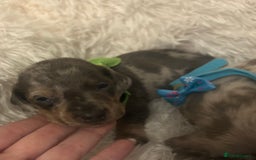 Miniature Dachshund dogs for sale: miniature dachshund puppies - Image 21