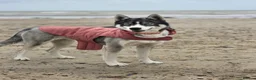 Siberian Husky dogs for sale: Pedigree Husky pups in Littlehampton - Advert 9