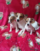 Jack Russell dogs - Advert 2