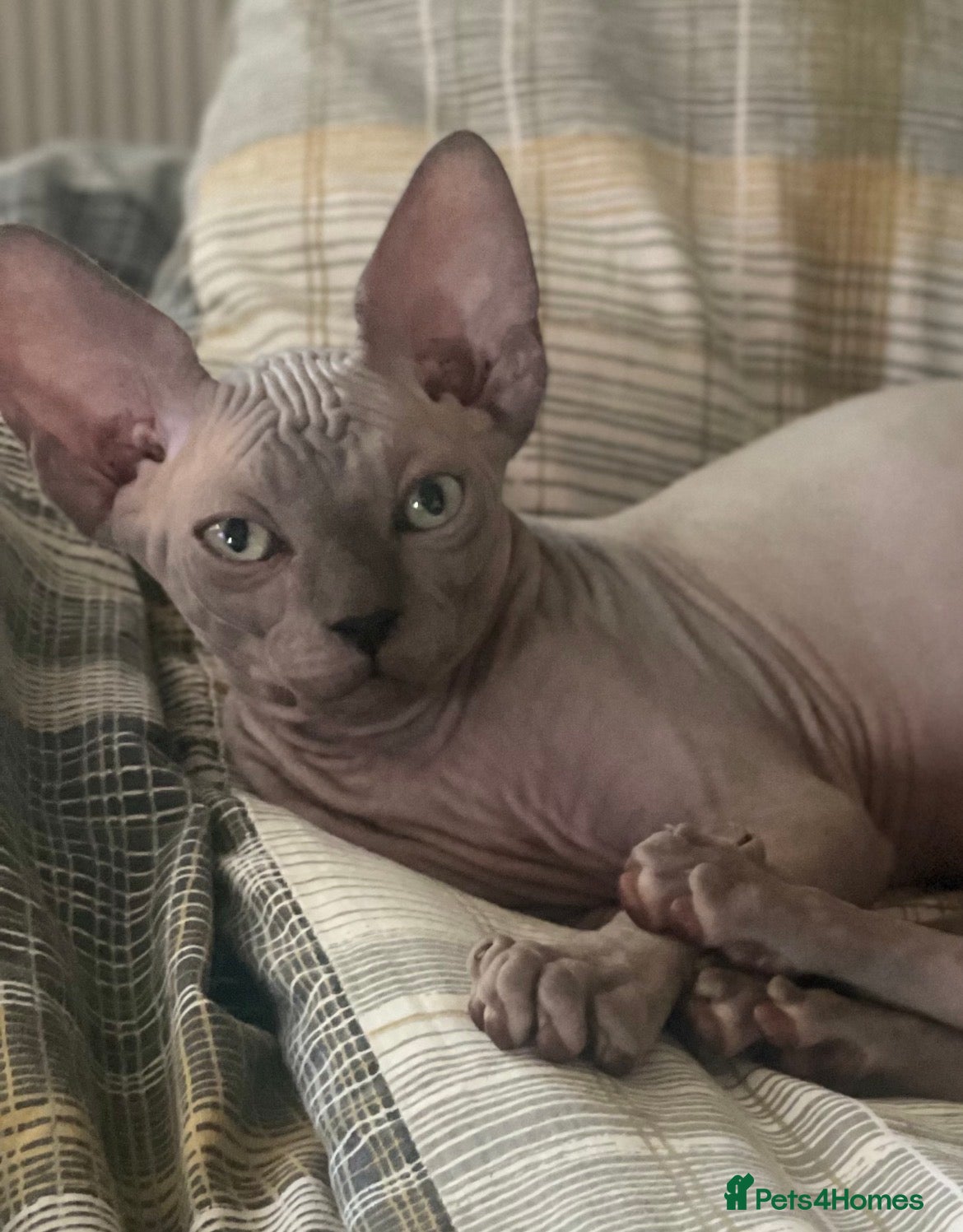 Sphynx cats Sphynx Kittens - European Champion Bloodlines - Advert 13