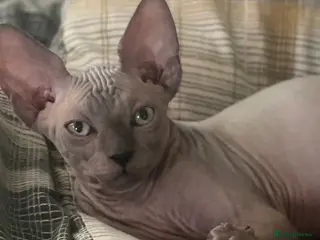 Sphynx cats Sphynx Kittens - European Champion Bloodlines - Advert 1